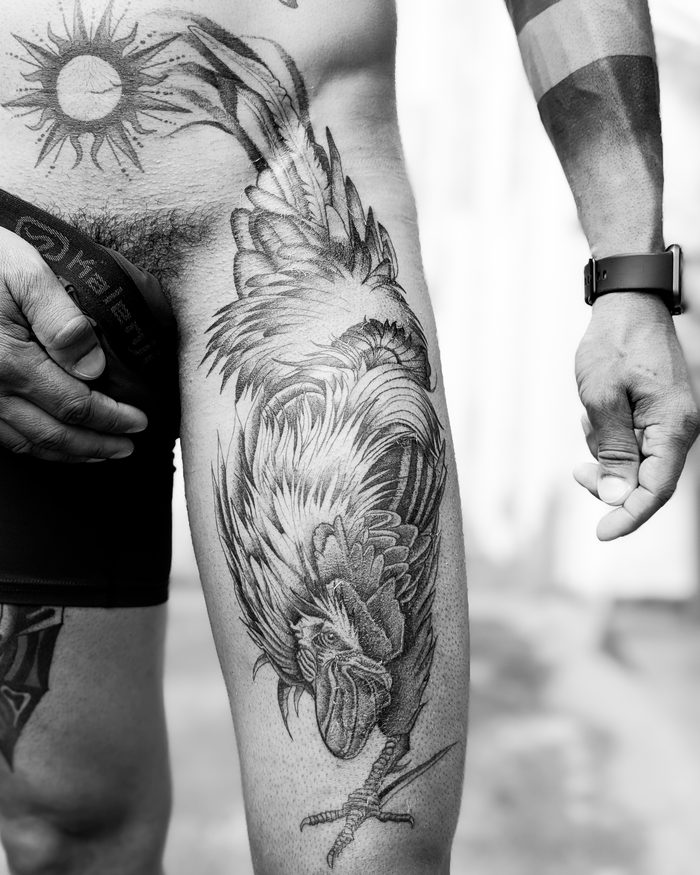 Coq de combat, cuisse